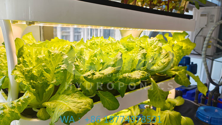 Agriculture Farming System - Maszyna rolnicza do uprawy warzyw, system