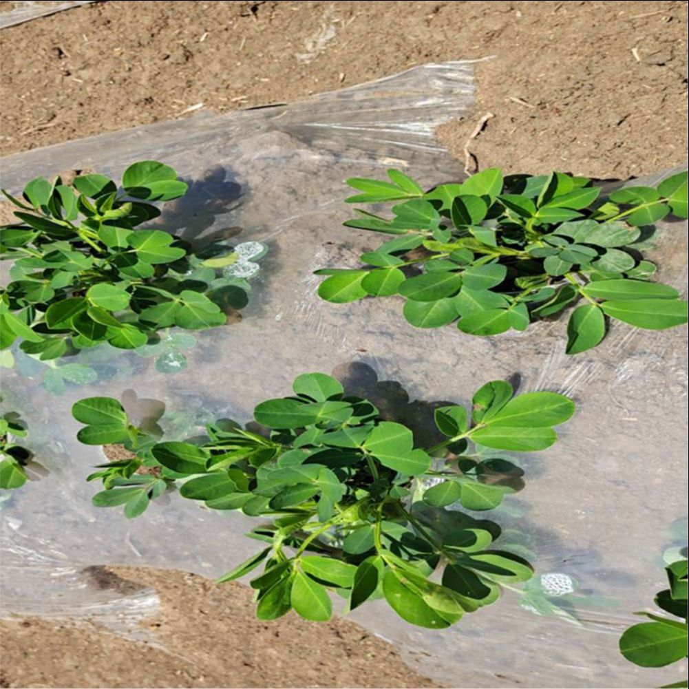Rolnicza farma rolnicza szklar – Agriculture Farming Vegetables recenzja i cena