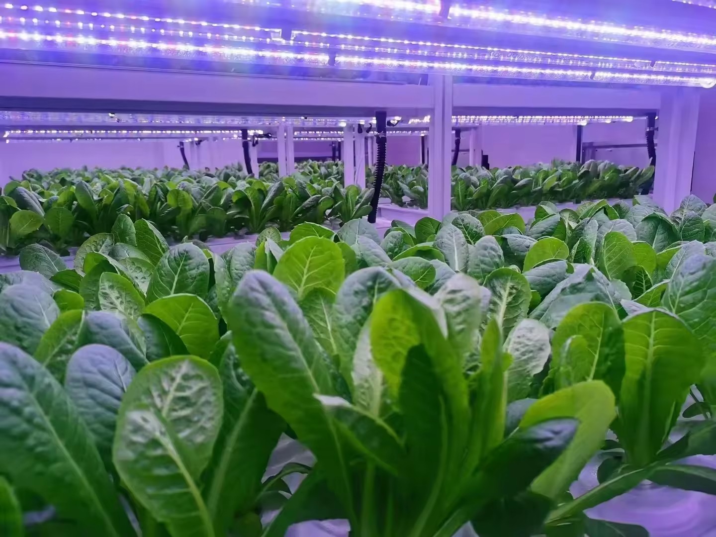 System hydroponiczny wieżowy d – Agriculture Farming Vegetables recenzja i cena